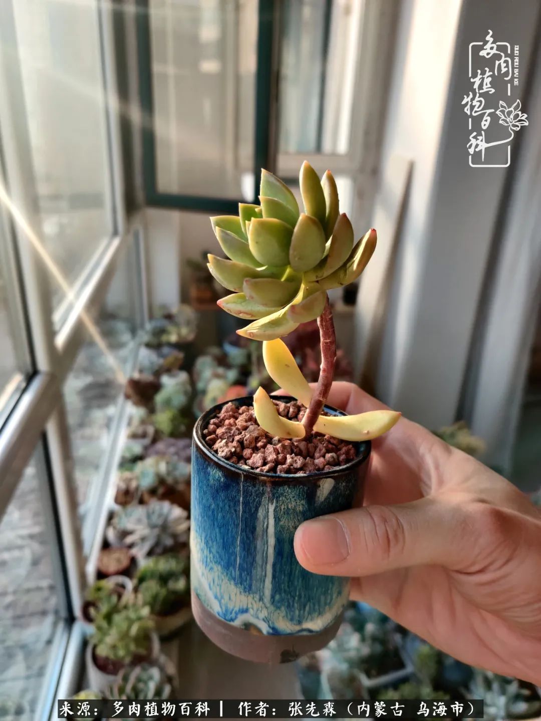 吸取教训，不断探索，英语老师的多肉碎碎念