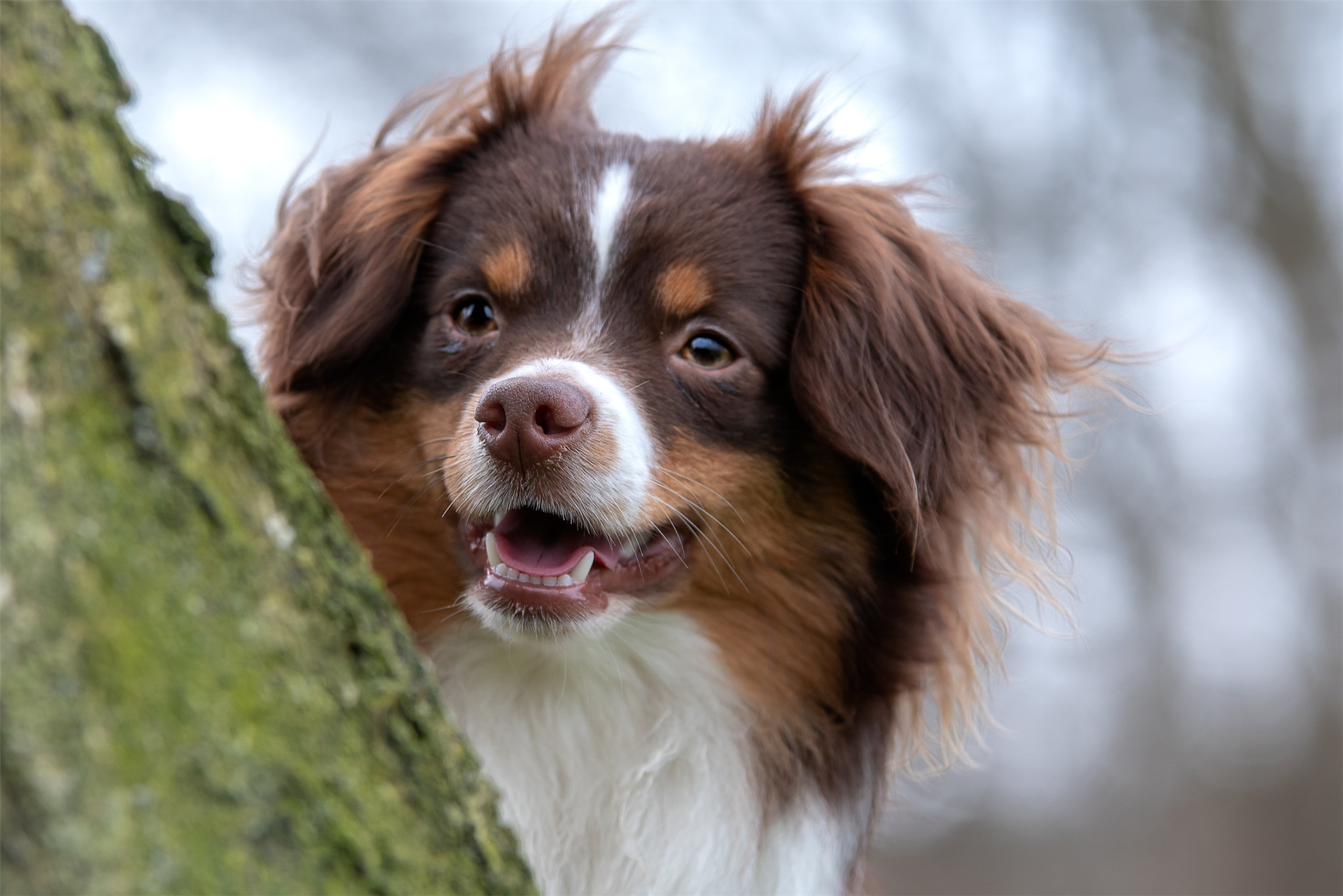 狗狗一个眼睛睁不开流眼泪怎么了,狗狗老是流眼泪和眼屎得了什么病