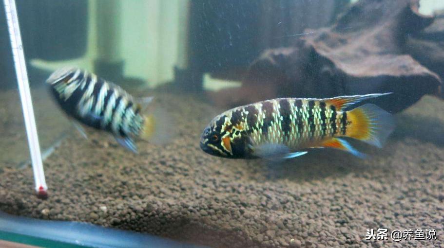 观赏鱼怎么养才不会死,怎样养鱼才能让观赏鱼活得更久