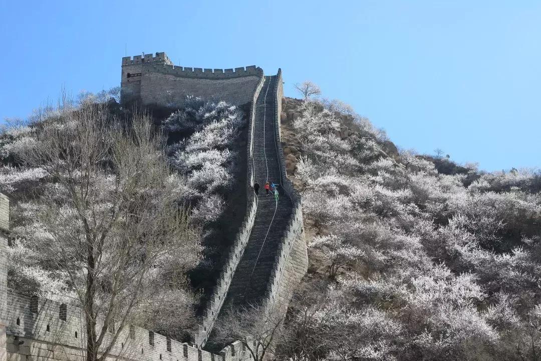 最美的花送给大家共赏,最美的花送给大家观赏