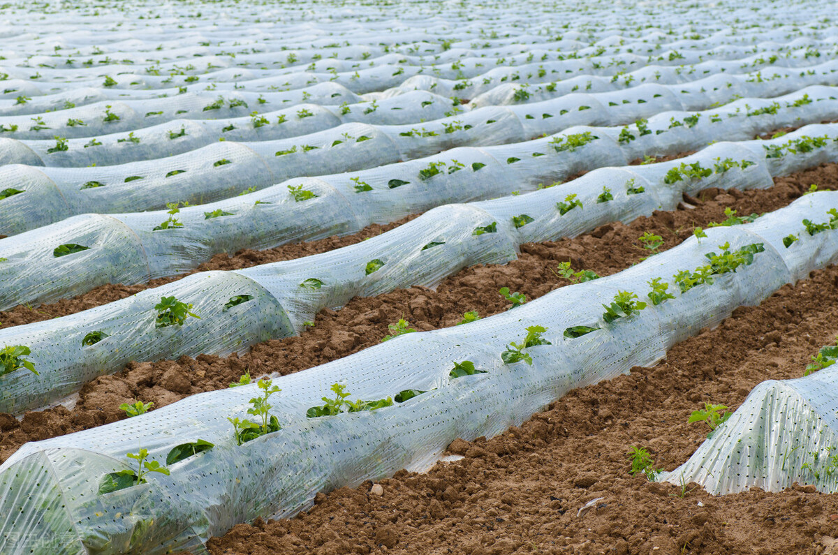 怎样给地膜覆盖的蔬菜追肥,地膜对蔬菜有什么危害