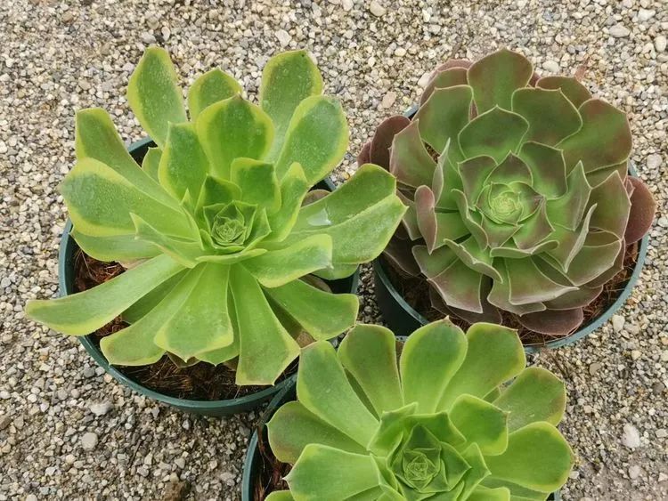 法师新品：青翠欲滴“檬”动我心，青檬法师育繁记