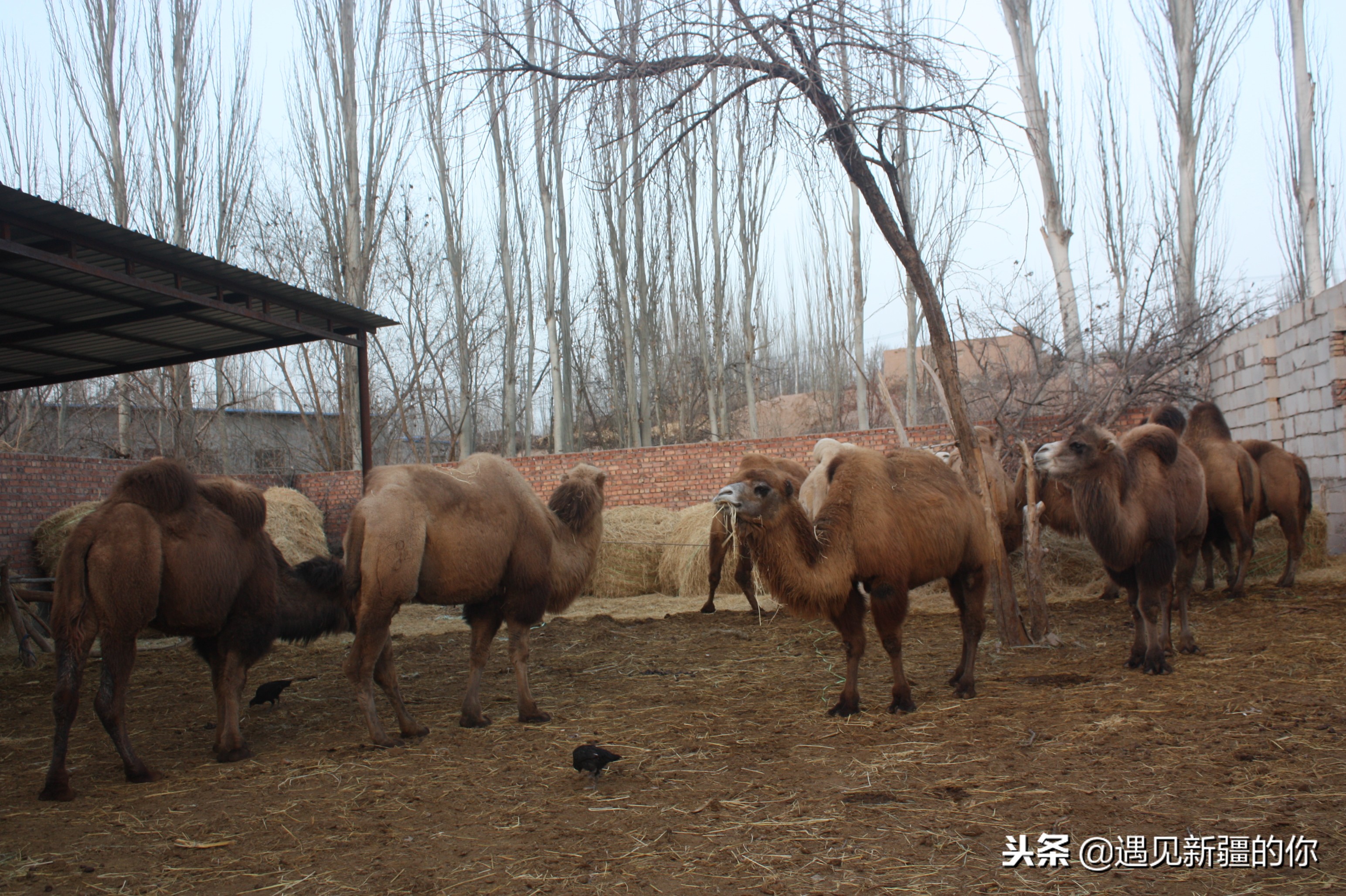 柯坪县的“沙漠之舟”真牛！大家喝了她的奶就知道啦