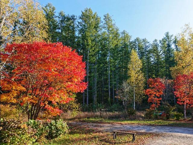 北海道登别到美瑛町需多久,日本北海道美瑛川的雪景