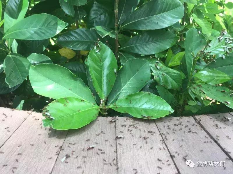 红火蚁出没村民被咬致休克,邕江边红火蚁