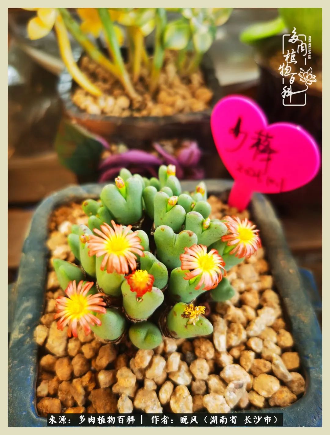 摇身一变成了奶爸,摇身一变成为打工人