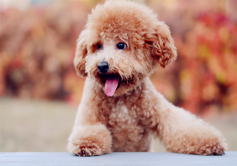 狗狗的尿尿发红怎么回事,狗狗的尿尿处肿咋办