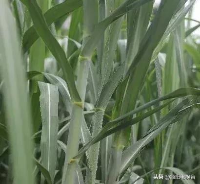简阳悠久历史,简阳以前属于简阳的历史和文化
