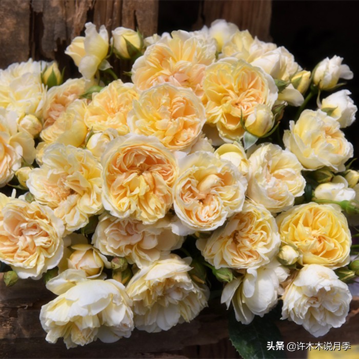 月季常见4种病,月季黑杆病怎么处理