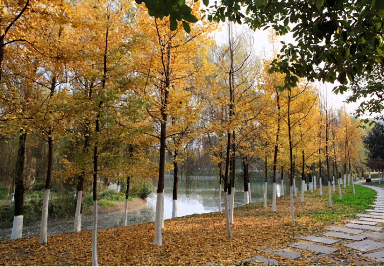 西南石油大学毕业生就业,西南石油本科生就业