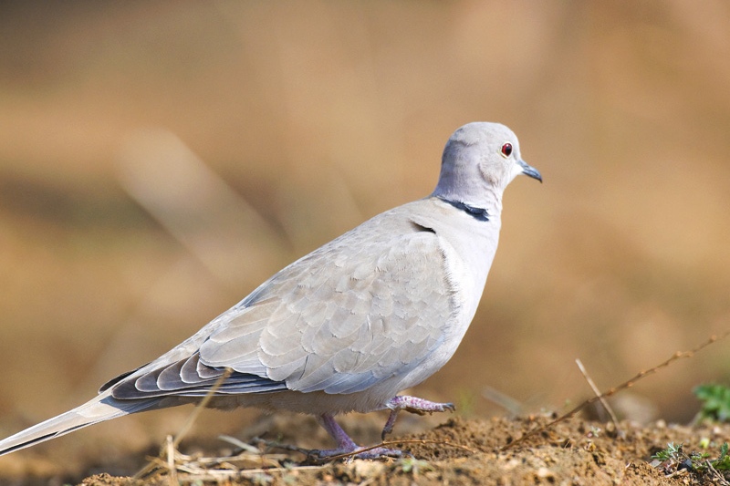 鸽子水样水便怎么治疗