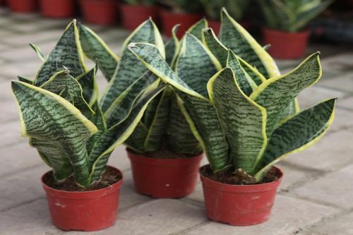 虎皮兰萎蔫怎么办,虎皮兰最怕什么