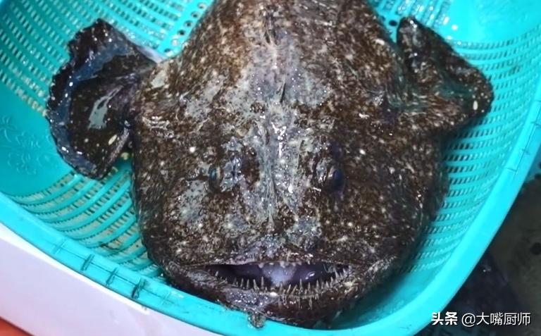 什么海鱼好养又好吃,既能吃又能养的海鱼