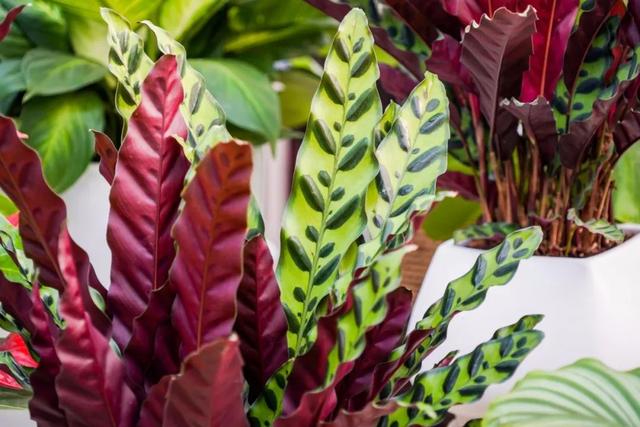 西安三桥附近哪里有花卉市场,西安北二环大明宫花卉市场地址