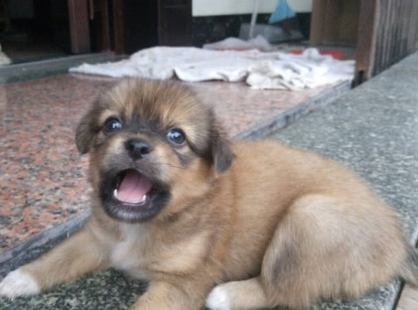 狗严重便秘拉不出屎怎么办,狗便秘最快的解决方法