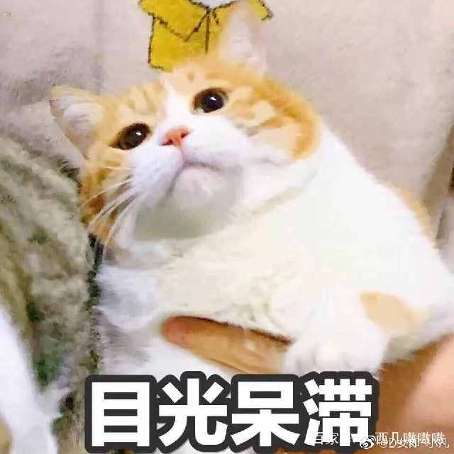 表情包我能怎么办,那我怎么办表情包可爱