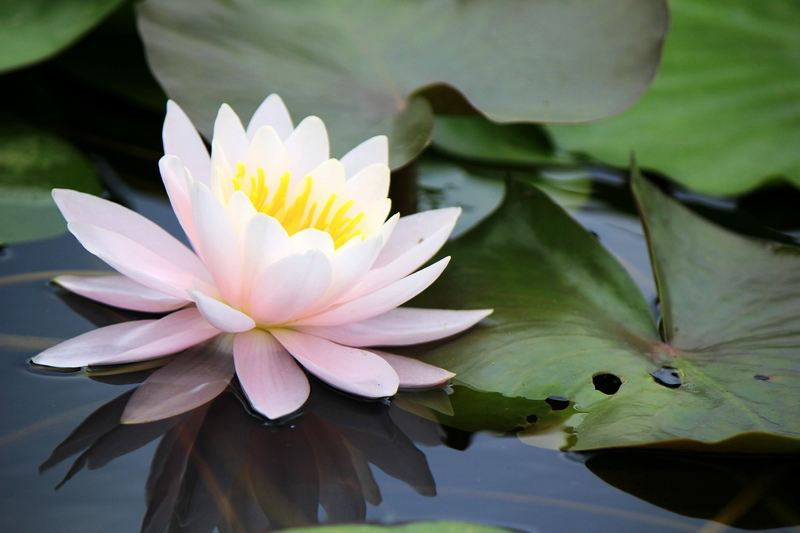 精灵之约•节气“植”说│上海的二十四节气花园小暑