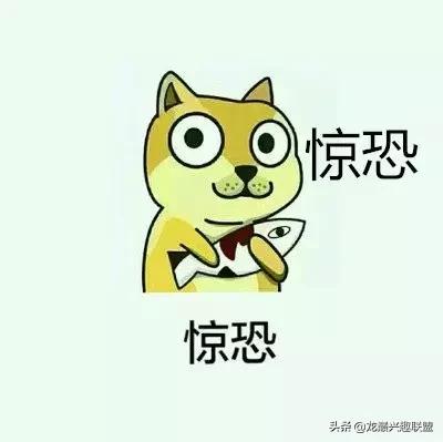 宠物整形美容,给宠物做美容多少钱