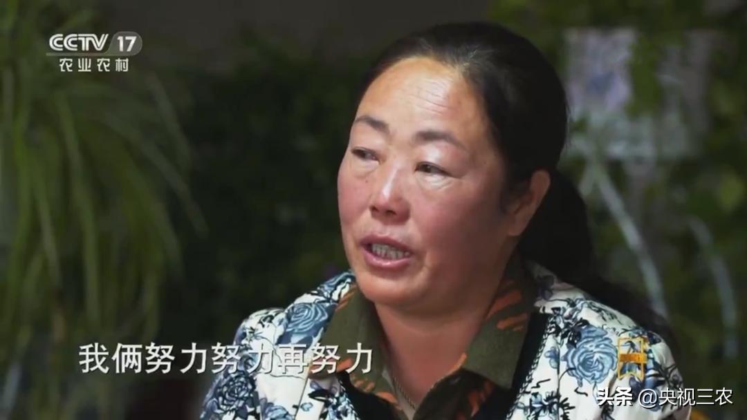 荒漠变绿洲不怕苦也不认命,荒漠变绿洲24年种下300万棵树