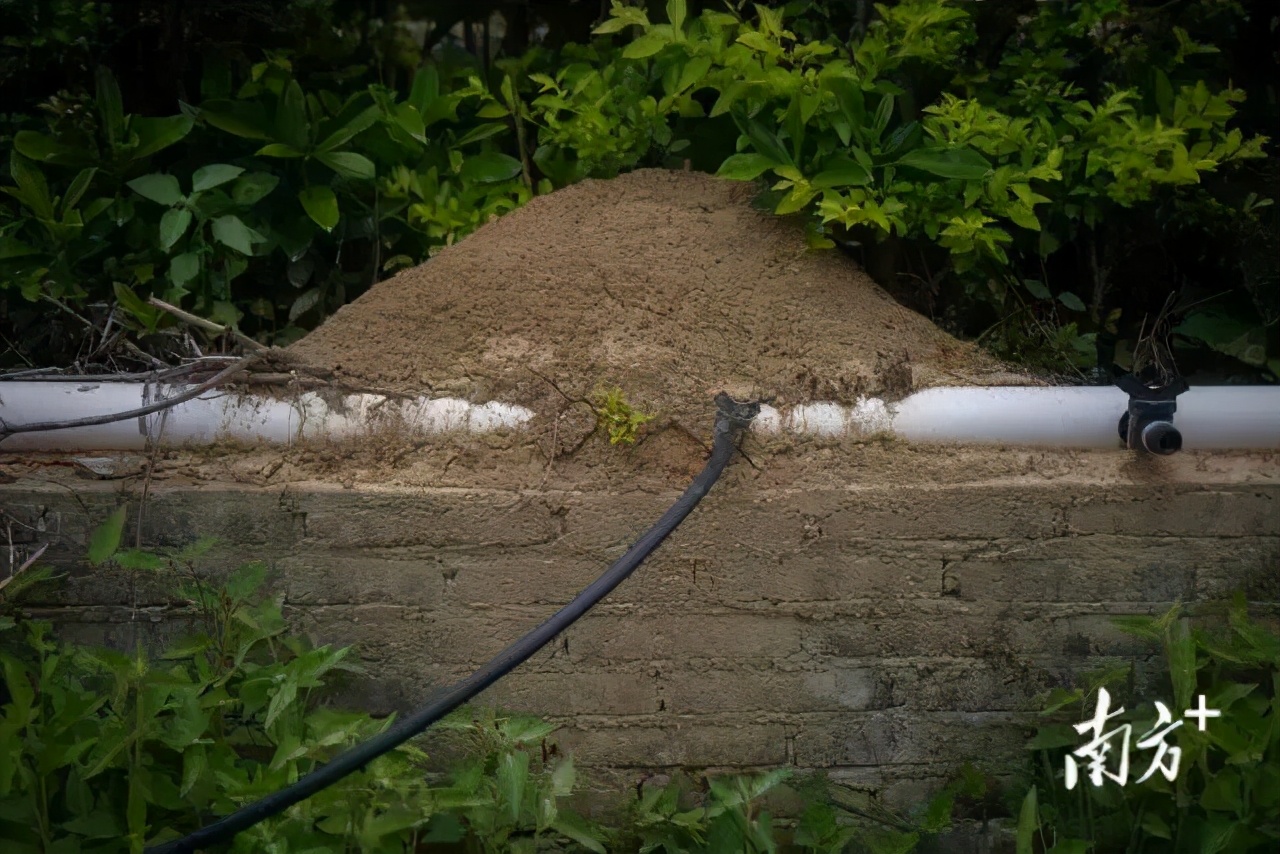 很毒！碰到这种小土堆躲远点