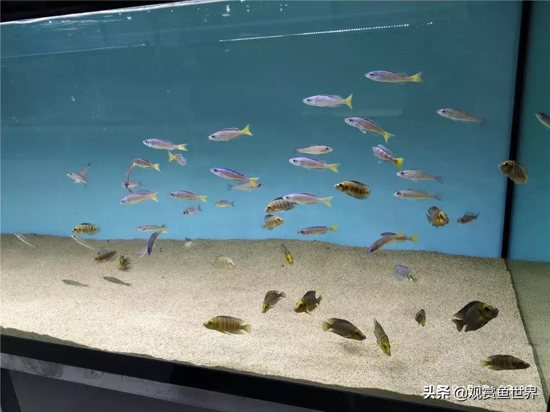 梦想的三湖世界持续建设中……方位:中国天津