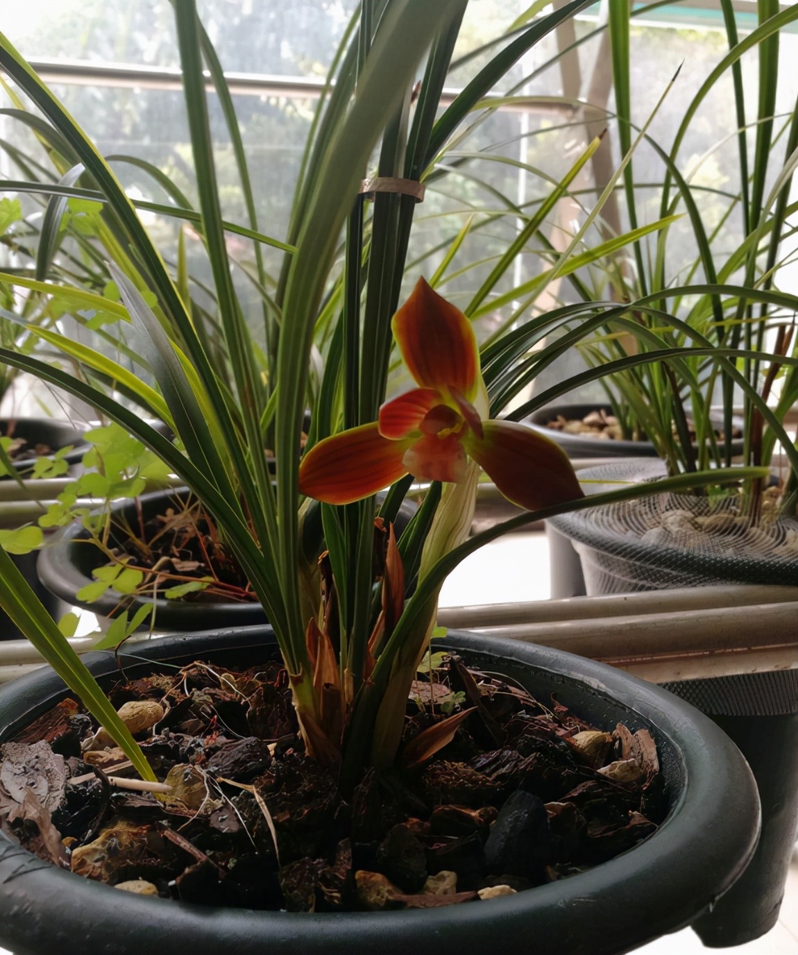 2023年紫冠红素兰花目前价格,春剑中华红素兰花属于什么档次