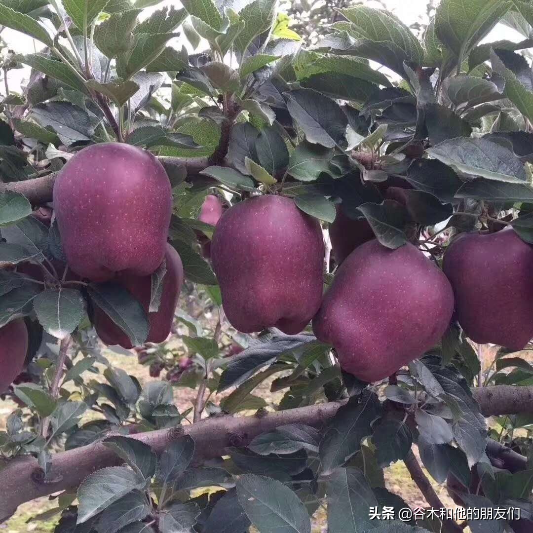 花花牛苹果挑选方式,特级花牛苹果几个一斤