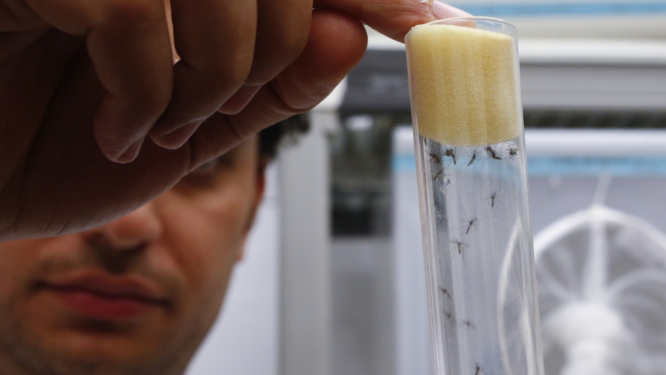 基因蚊,基因武器消灭蚊子