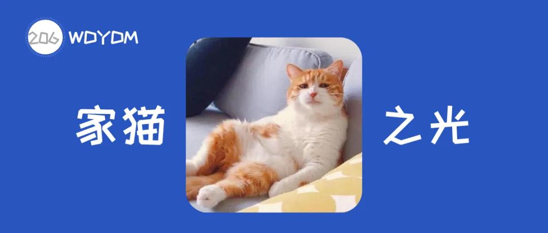 中华田园猫有哪些品种,中华田园猫白色异色瞳