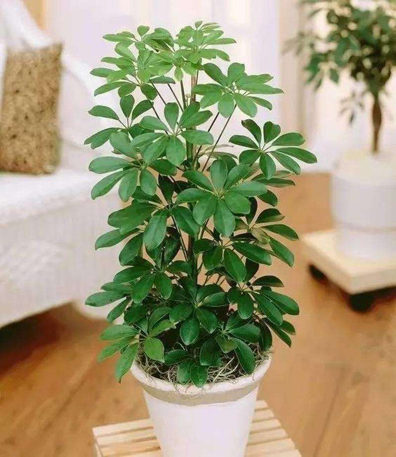 家里养4种花高贵优雅一养就上瘾,家里必养4种花美翻天