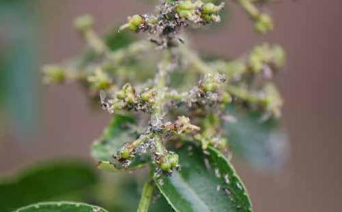 防治花椒树上的蚜虫打什么药好,花椒树上的蚜虫怎么治最佳