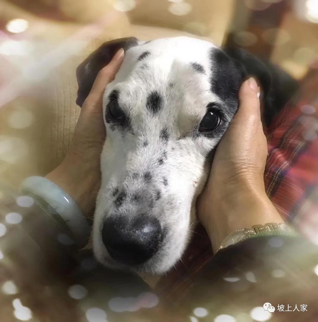 一只宠物猫在外面可以活多久,单独养一只猫它会孤独吗