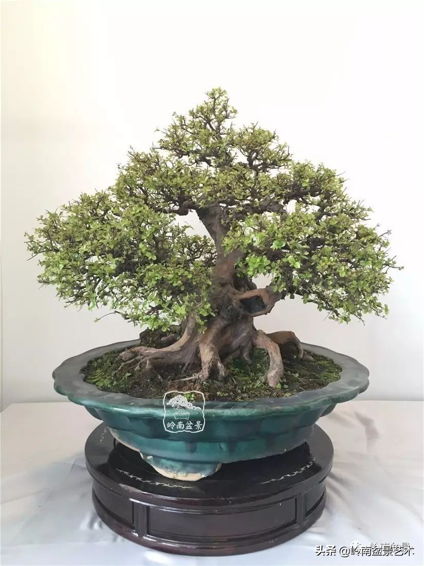 精品雀梅盆景名称,值得收藏的盆景作品欣赏