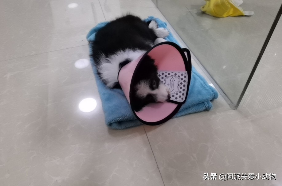 卡布：来自一只三个月大的边境牧羊犬，一封遗留在人间的草稿