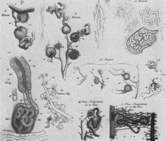 25岁就把发现写进教科书的Sir