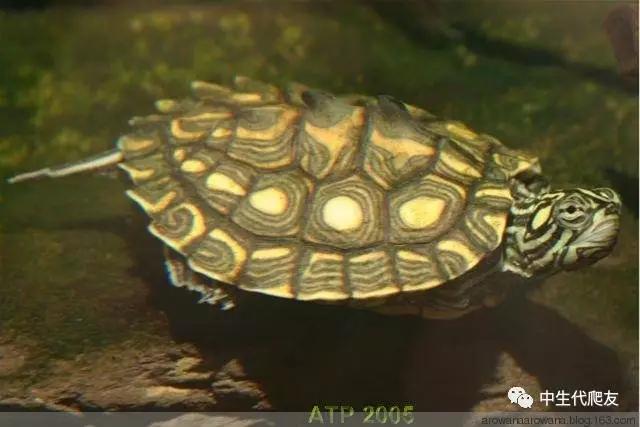 地图龟成体样子,地图龟种类及图解