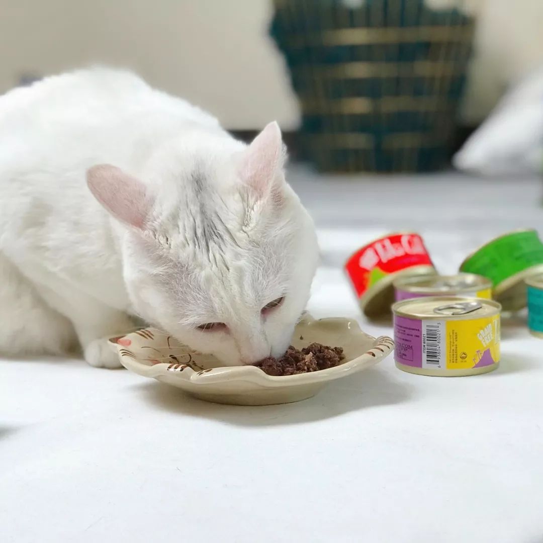 看了猫要吃的零食，你就知道为啥猫咪比娃还难带