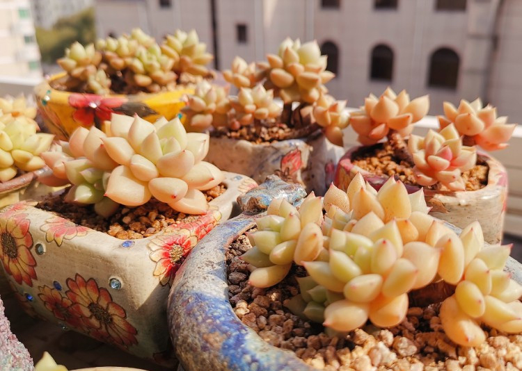 养多肉的感悟熬过冬季,象牙多肉养护方法