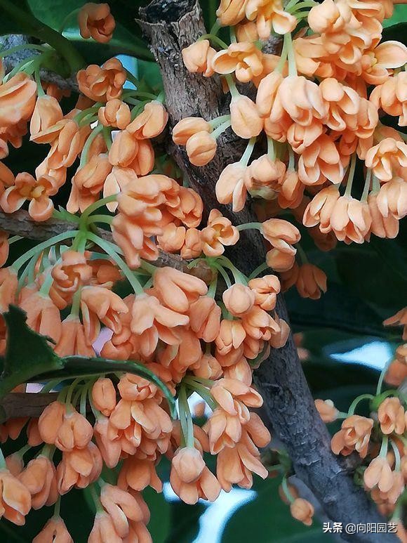 桂花用黄土还是营养土好,养了5年的花枯萎