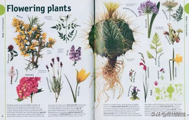 dk知识大百科全套,dk知识大百科书金银版