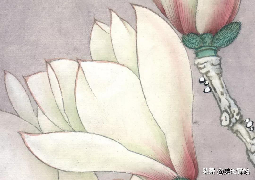 「教程」李晓明《玉兰蝴蝶》绘制步骤