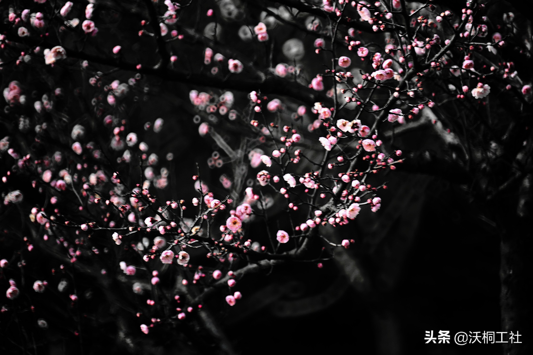 二十四节气花与诗感悟,二十四节气里的梅花诗句