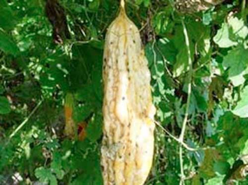 苦瓜枯萎病害图片,苦瓜软腐病