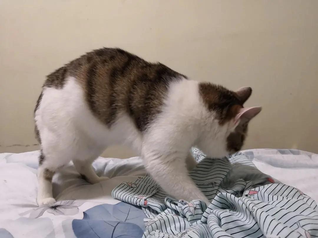 绝育了的公猫胆子小会跳窗吗,绝育的小公猫还叼小母猫怎么办