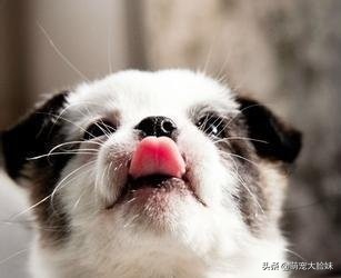 宠物狗的正确饲养你做到了么,养宠物狗的必备知识和注意事项