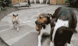 大泡沫批发价格,大泡沫哪里买