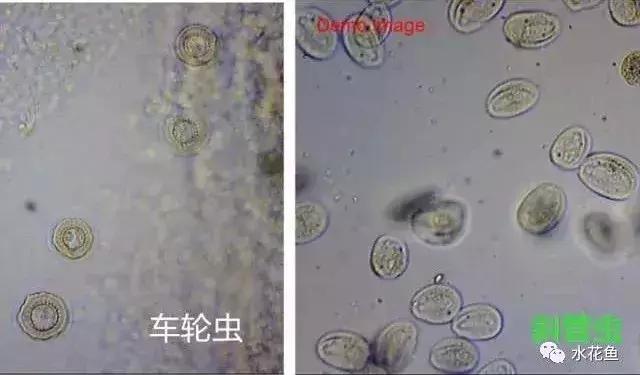 鱼类寄生虫病防治,新型鱼瘟怎么预防