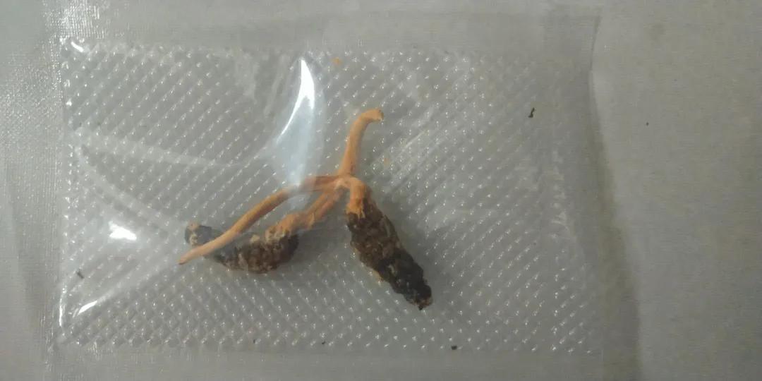 贵州虫草真虫草和伪虫草区别,西藏虫草跟青海虫草四川虫草辨别