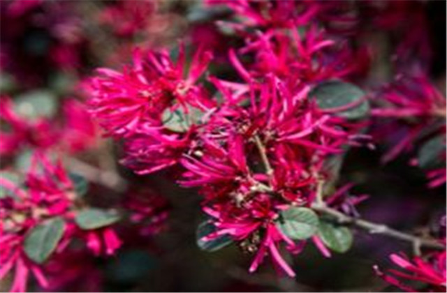 红檵木有多少种品种,红檵木优点缺点