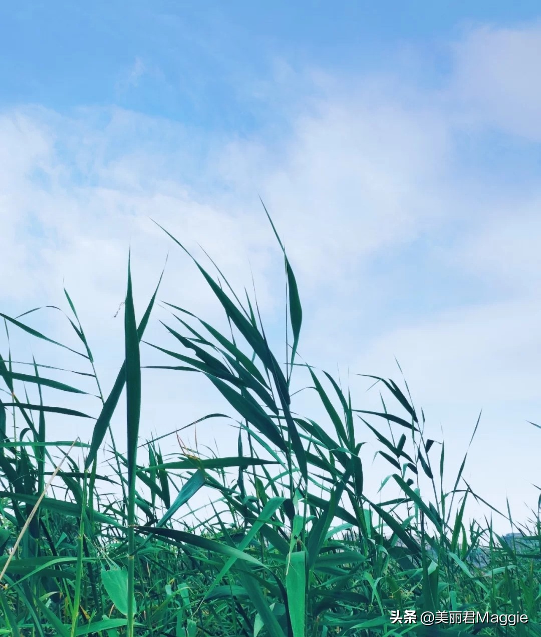 maggie美丽物语,maggie的美丽物语